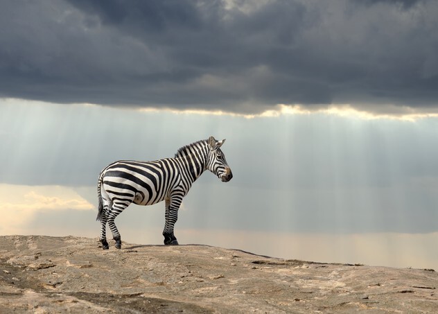 Zebra on stone in Africa, National park of Kenya